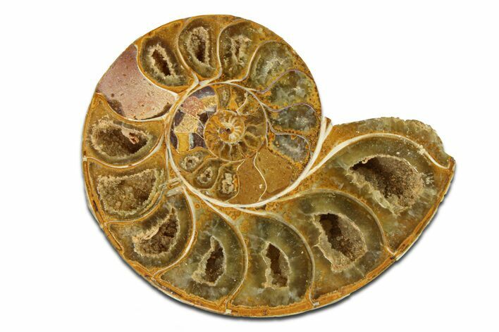 Jurassic Cut & Polished Ammonite Fossil (Half) - Madagascar #289258